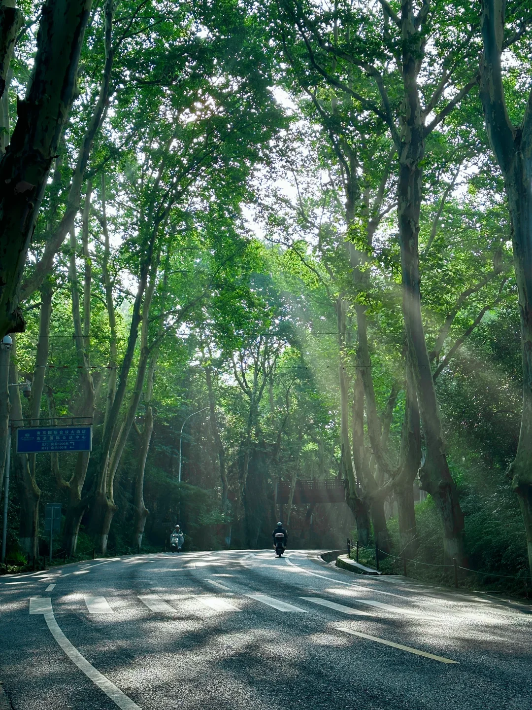 live！夏天的梧桐大道永远是封神的存在