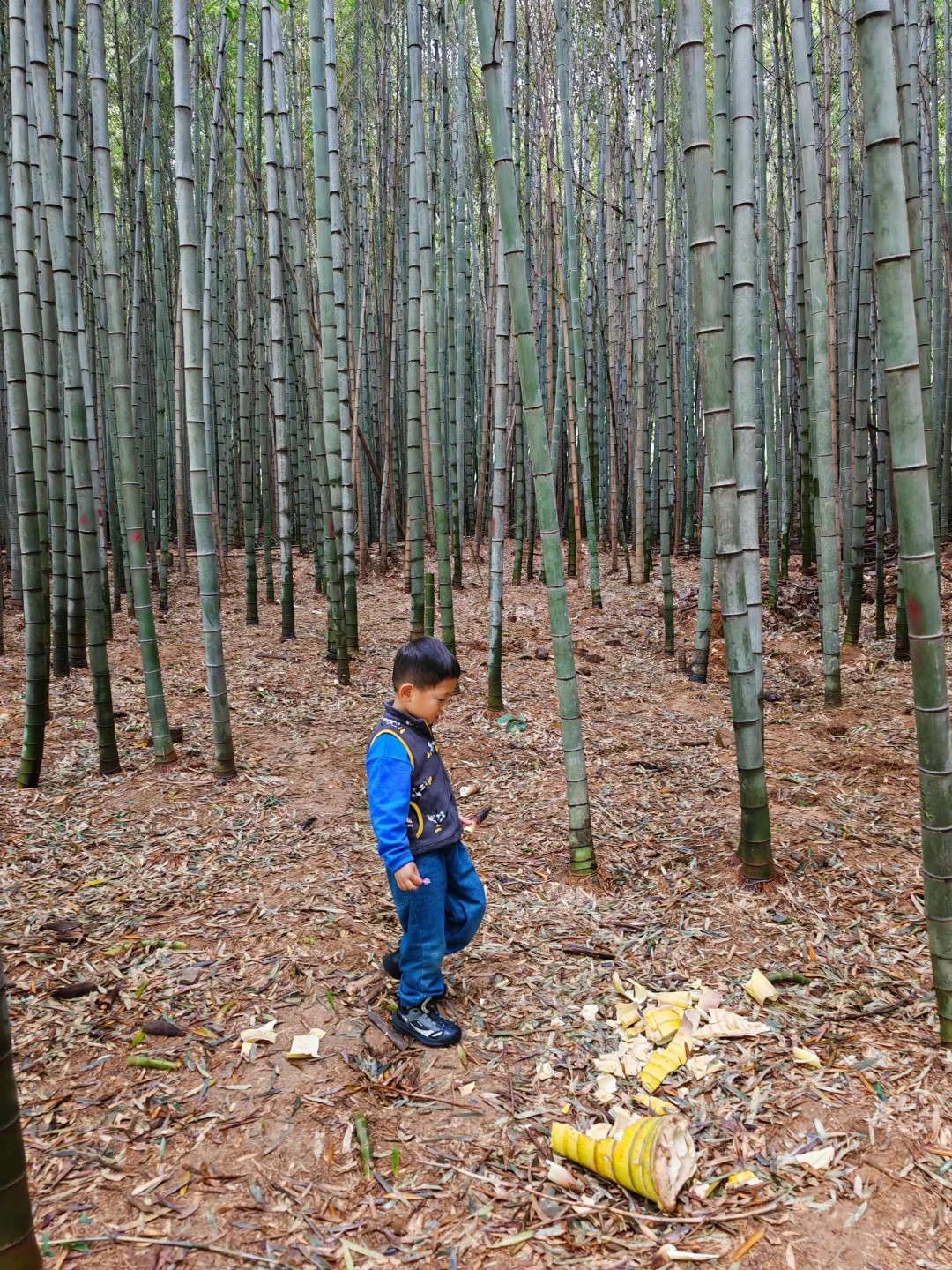 周末徒步|旺山亲子迷你环线，置身绿野仙踪