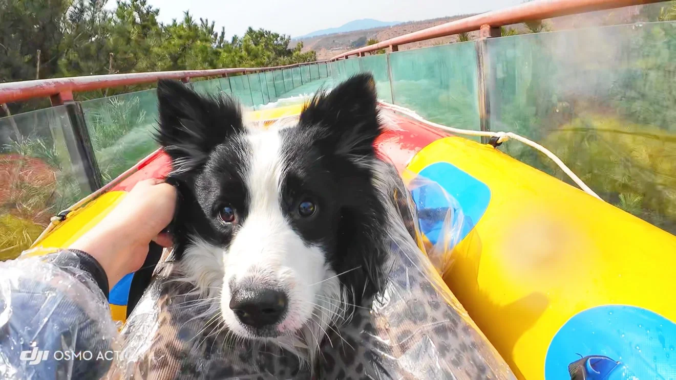 给养狗人疯狂推荐的宠物友好景区