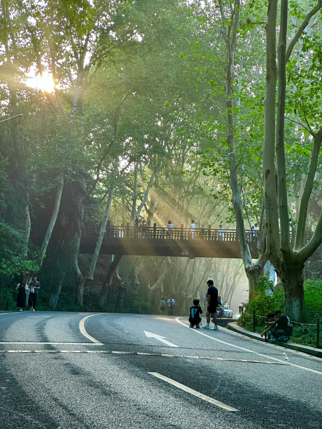 live！夏天的梧桐大道永远是封神的存在