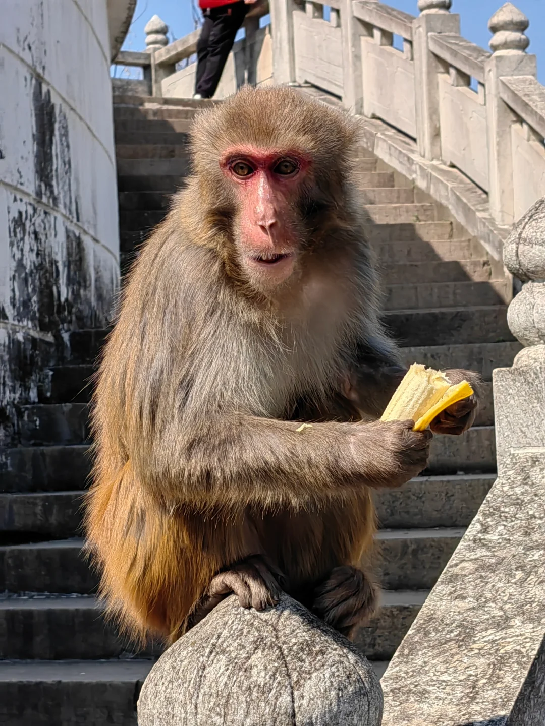 今日上方山森林公园实况猴子很多郁金香