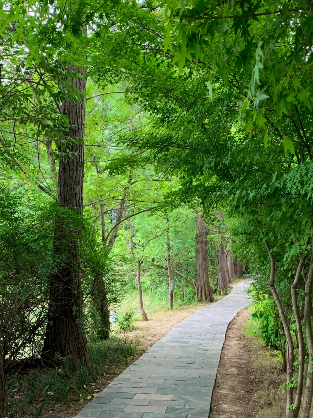 在武汉花的最值的13块钱🌲……