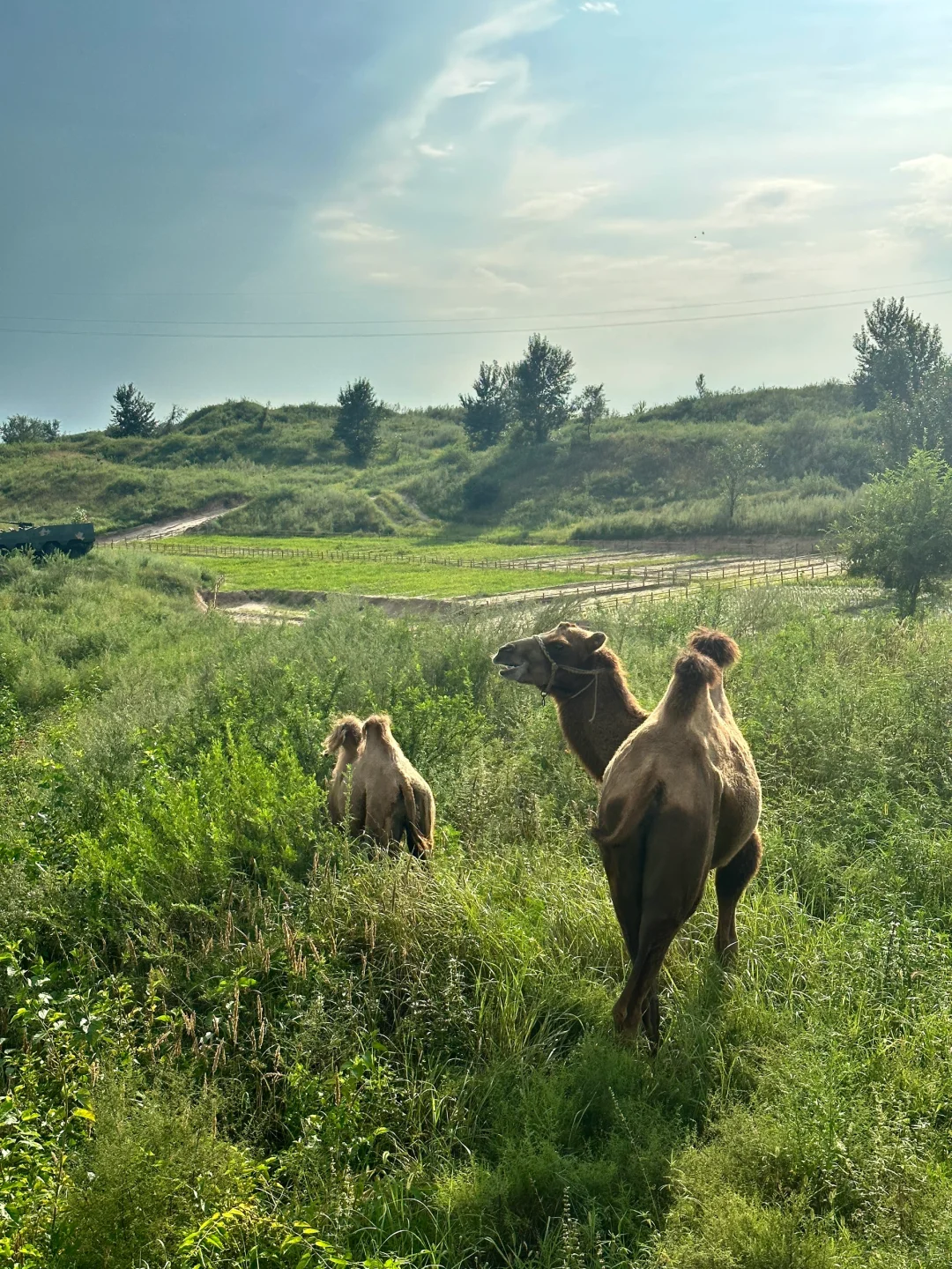 来阜新了 跟童话小镇似的