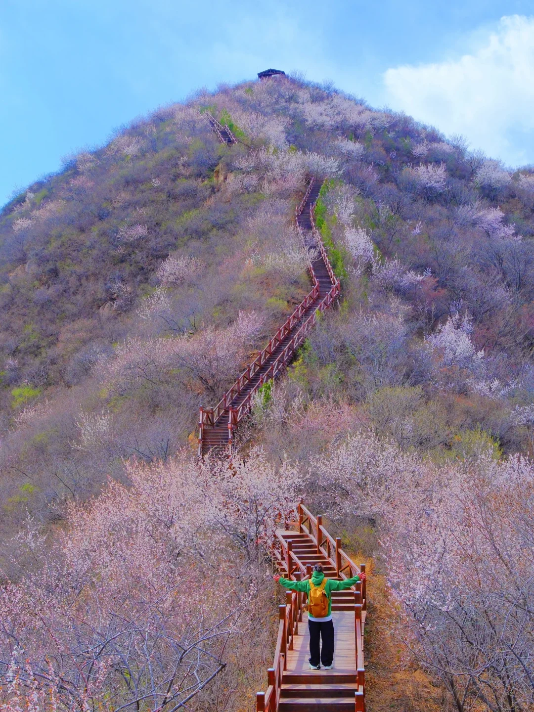 4.1实况🚗1.5h|绝美赏花栈道🌸美得不像话