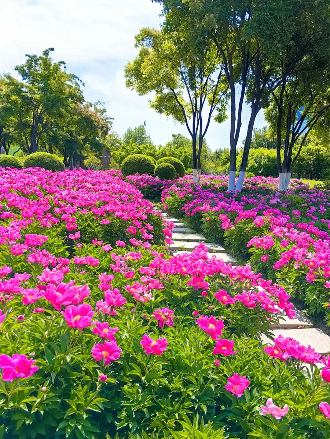 接下来！西安春天是这样的🌷含18个打卡地