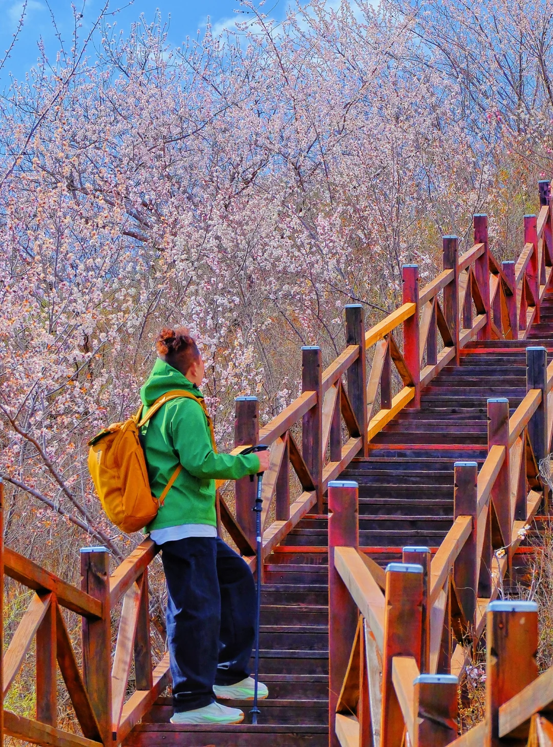 4.1实况🚗1.5h|绝美赏花栈道🌸美得不像话