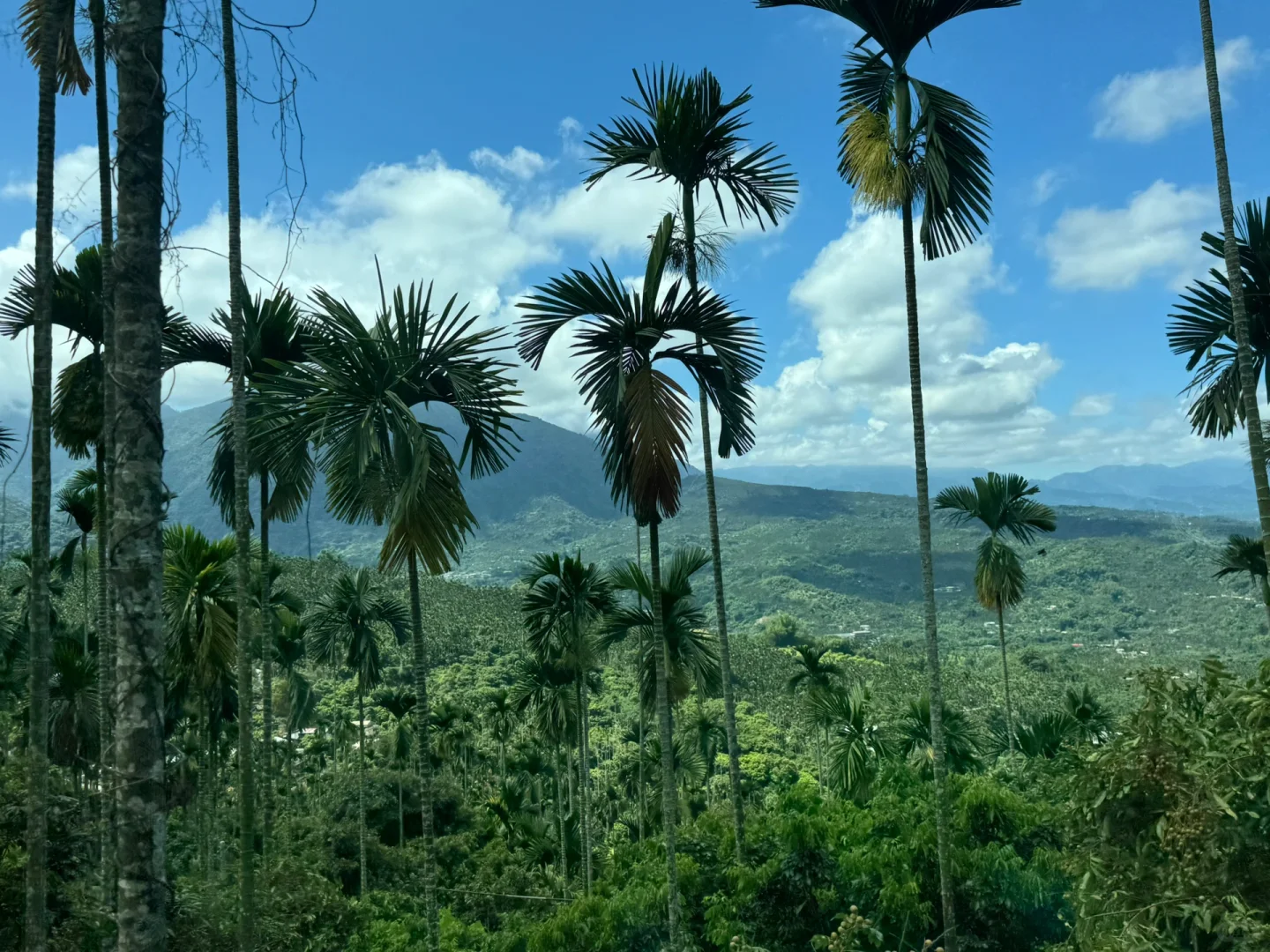 阿里山｜女生独行当日往返｜交通、景点、装备