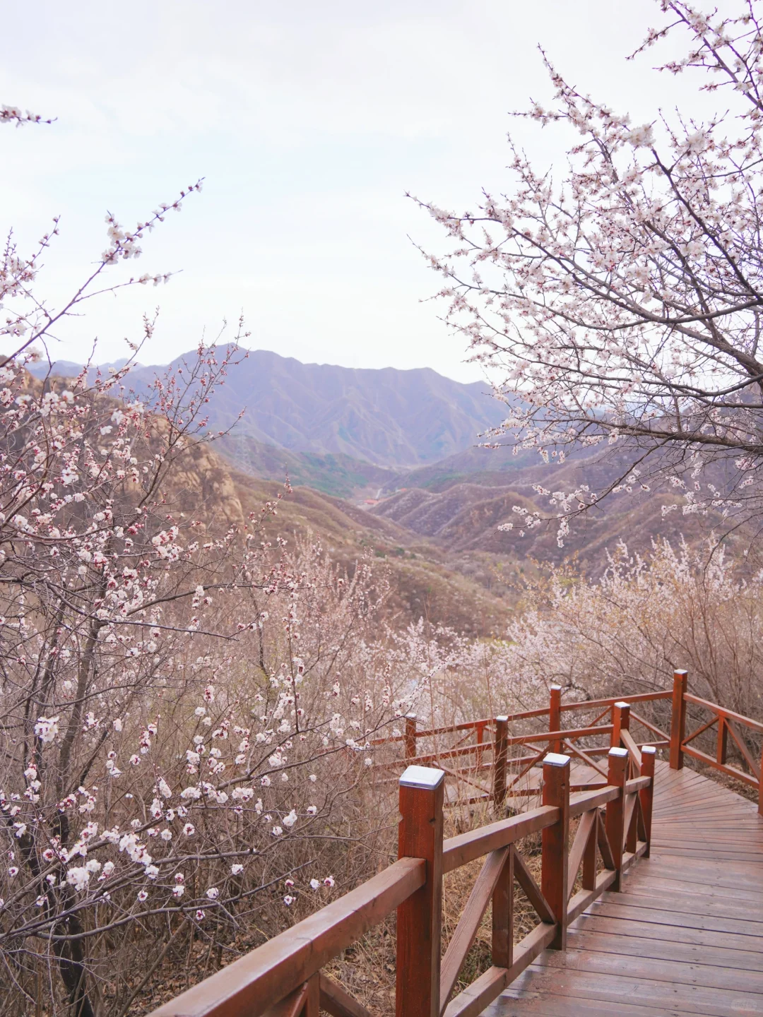 4.1实拍！京郊新开超美赏花栈道，附攻略