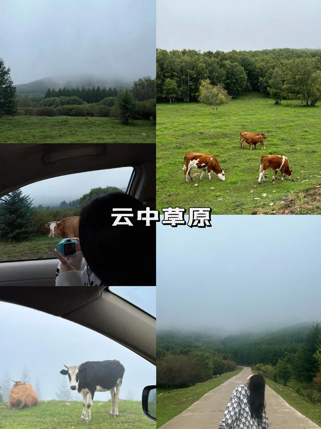 草原避暑/承德丰宁坝上草原