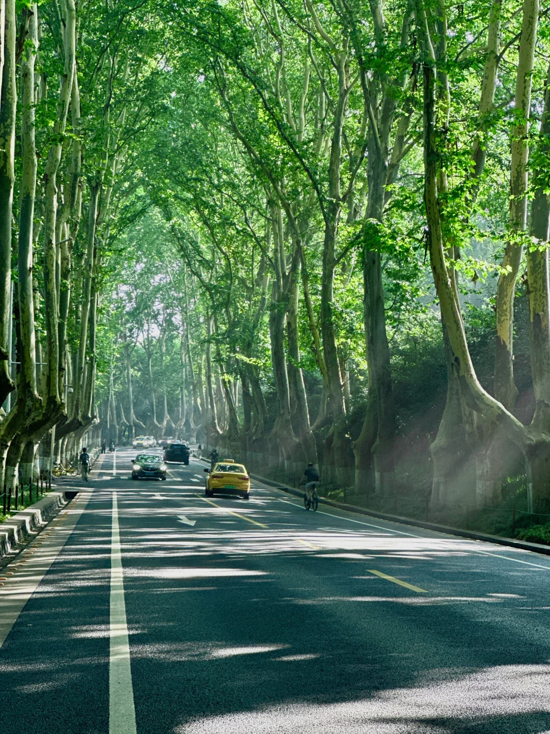 live！夏天的梧桐大道永远是封神的存在