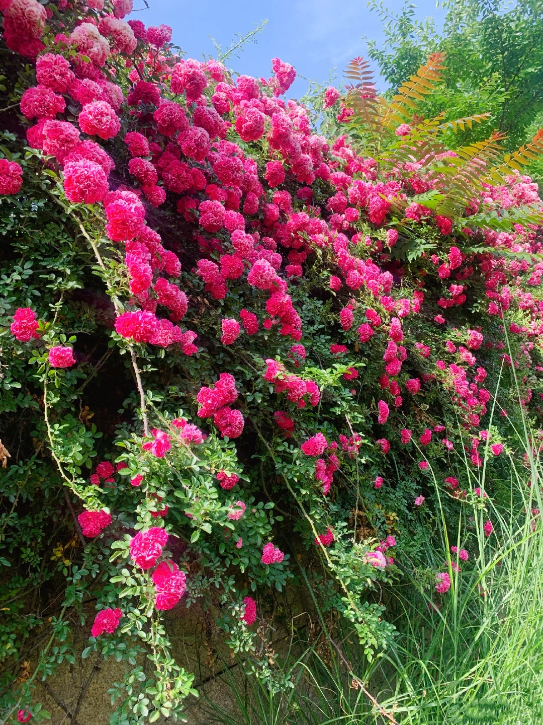 接下来！西安春天是这样的🌷含18个打卡地