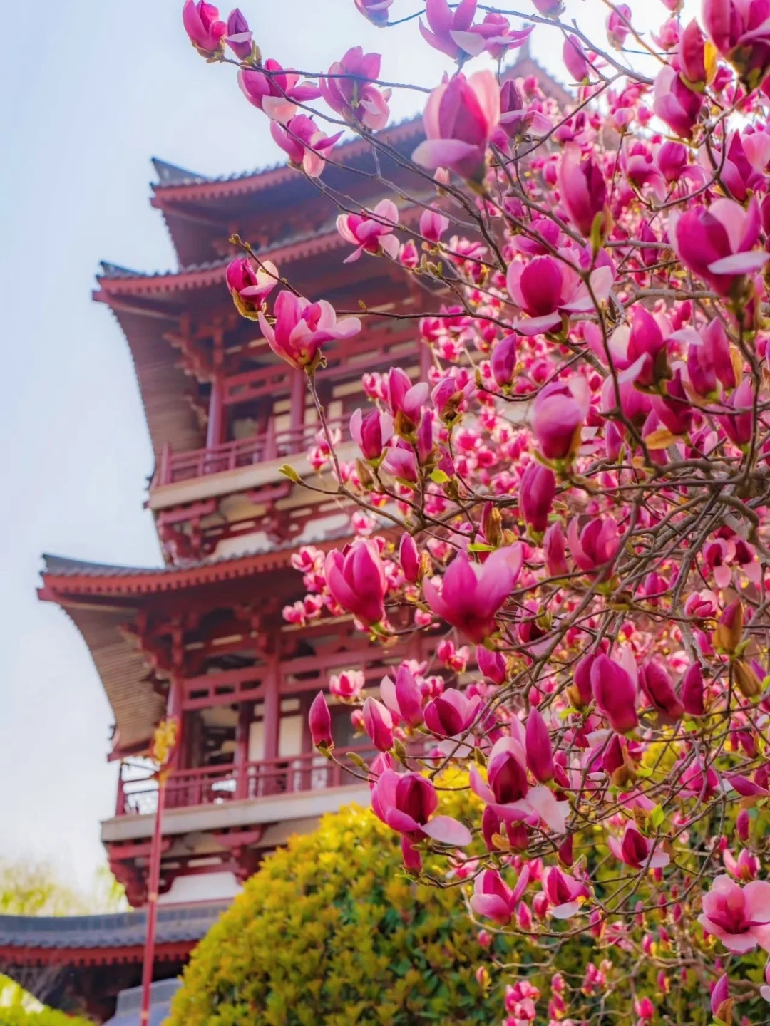 接下来！西安春天是这样的🌷含18个打卡地