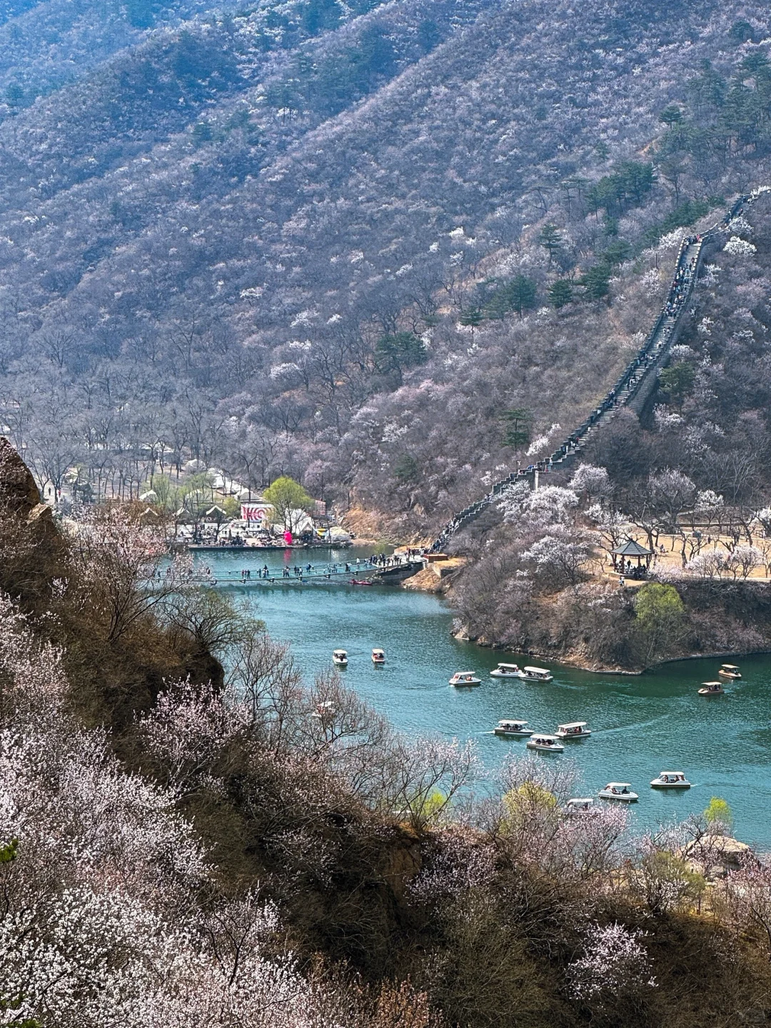 🌸北京最美长城-黄花水长城 🌸赏花攻略来咯