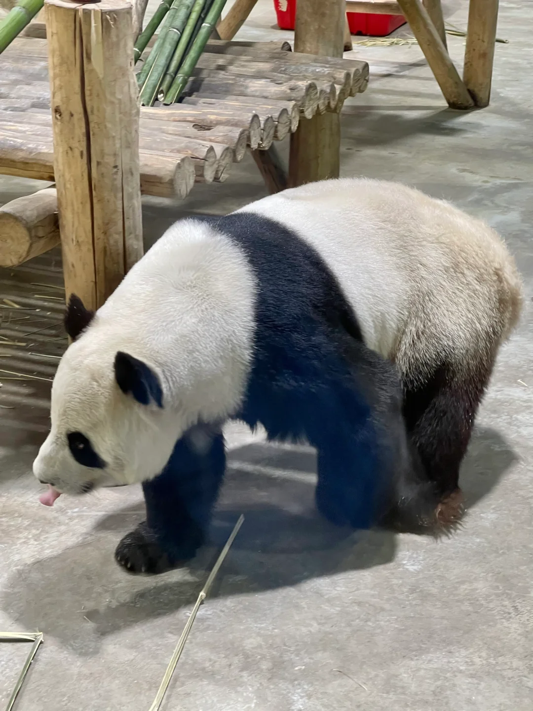 栾川！！让我好像走进了动漫里！