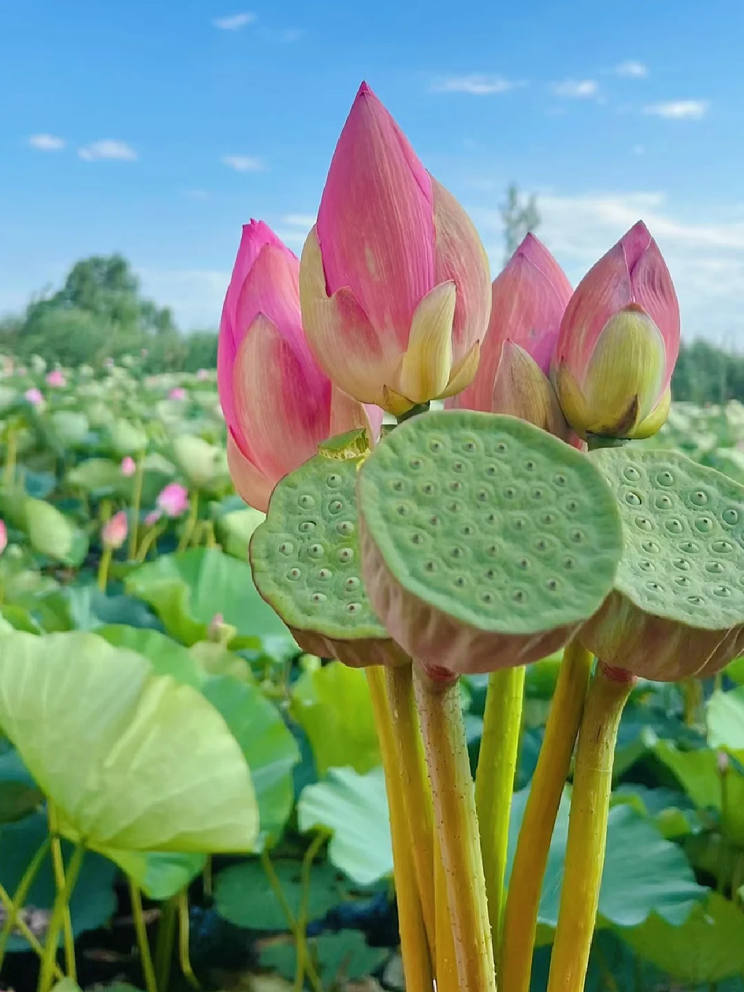 【冀】→ 保定·白洋淀