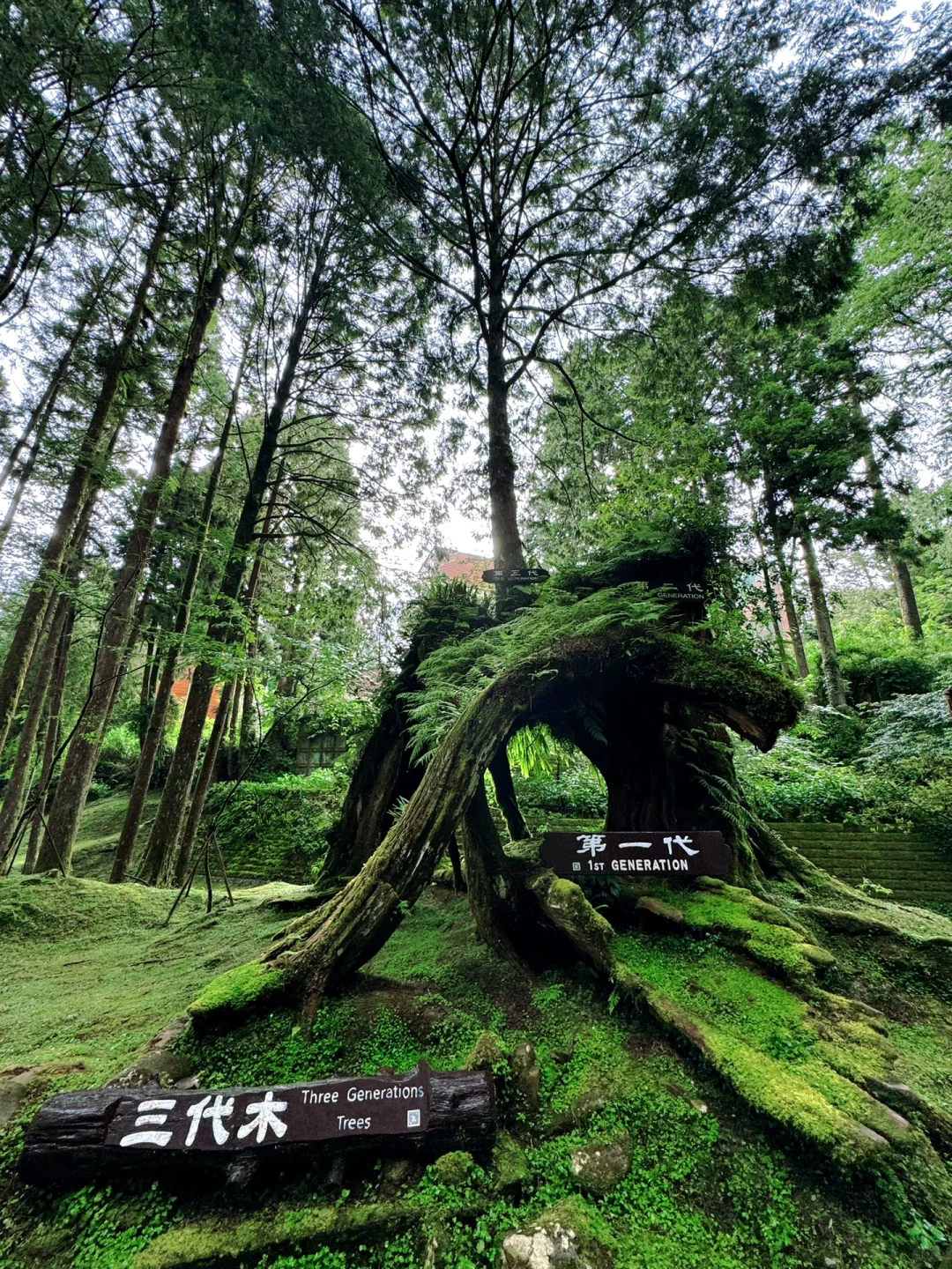 阿里山｜女生独行当日往返｜交通、景点、装备