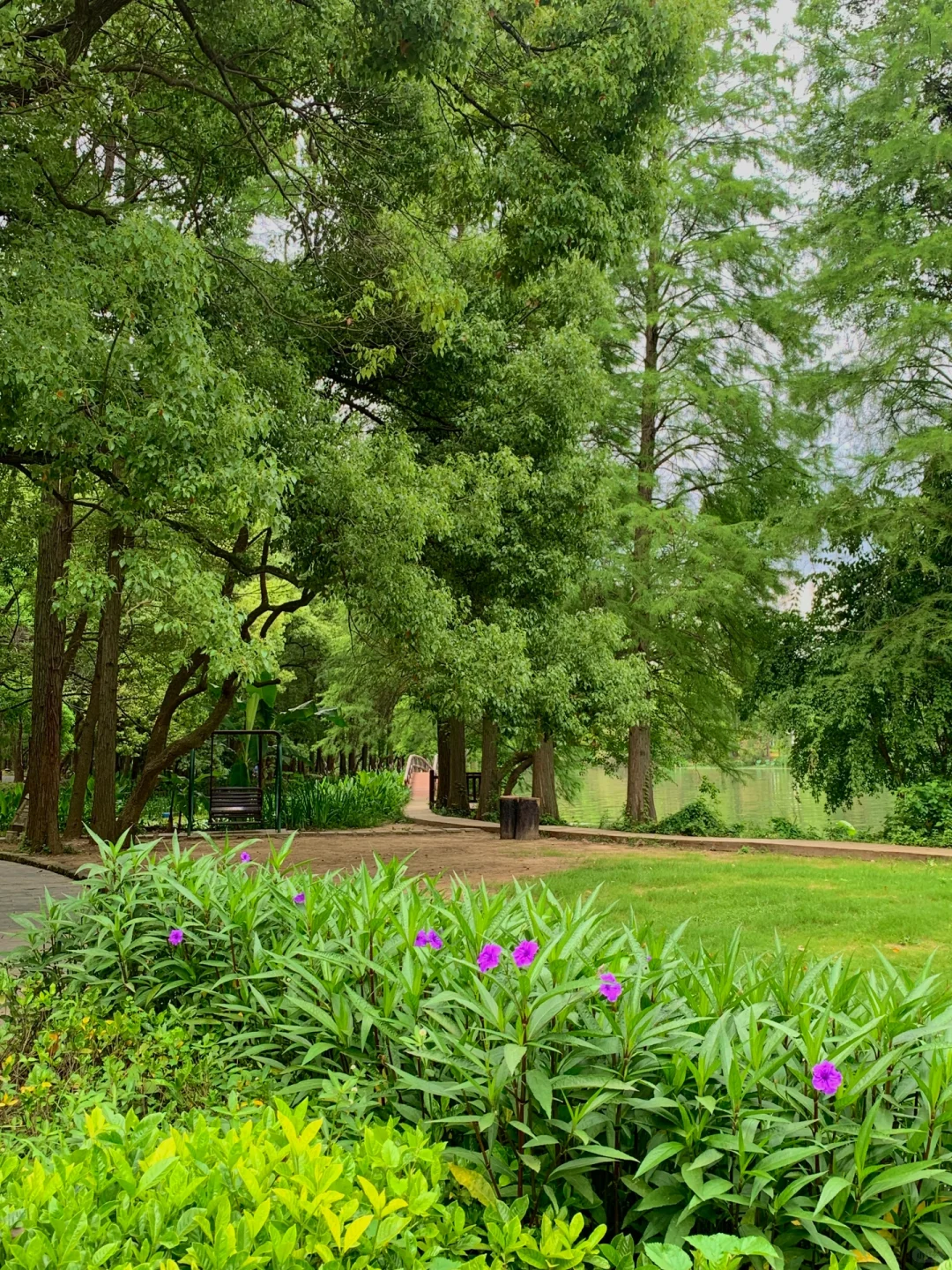 在武汉花的最值的13块钱🌲……