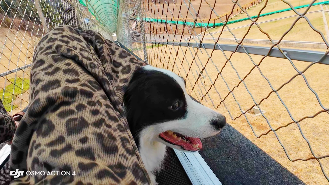 给养狗人疯狂推荐的宠物友好景区