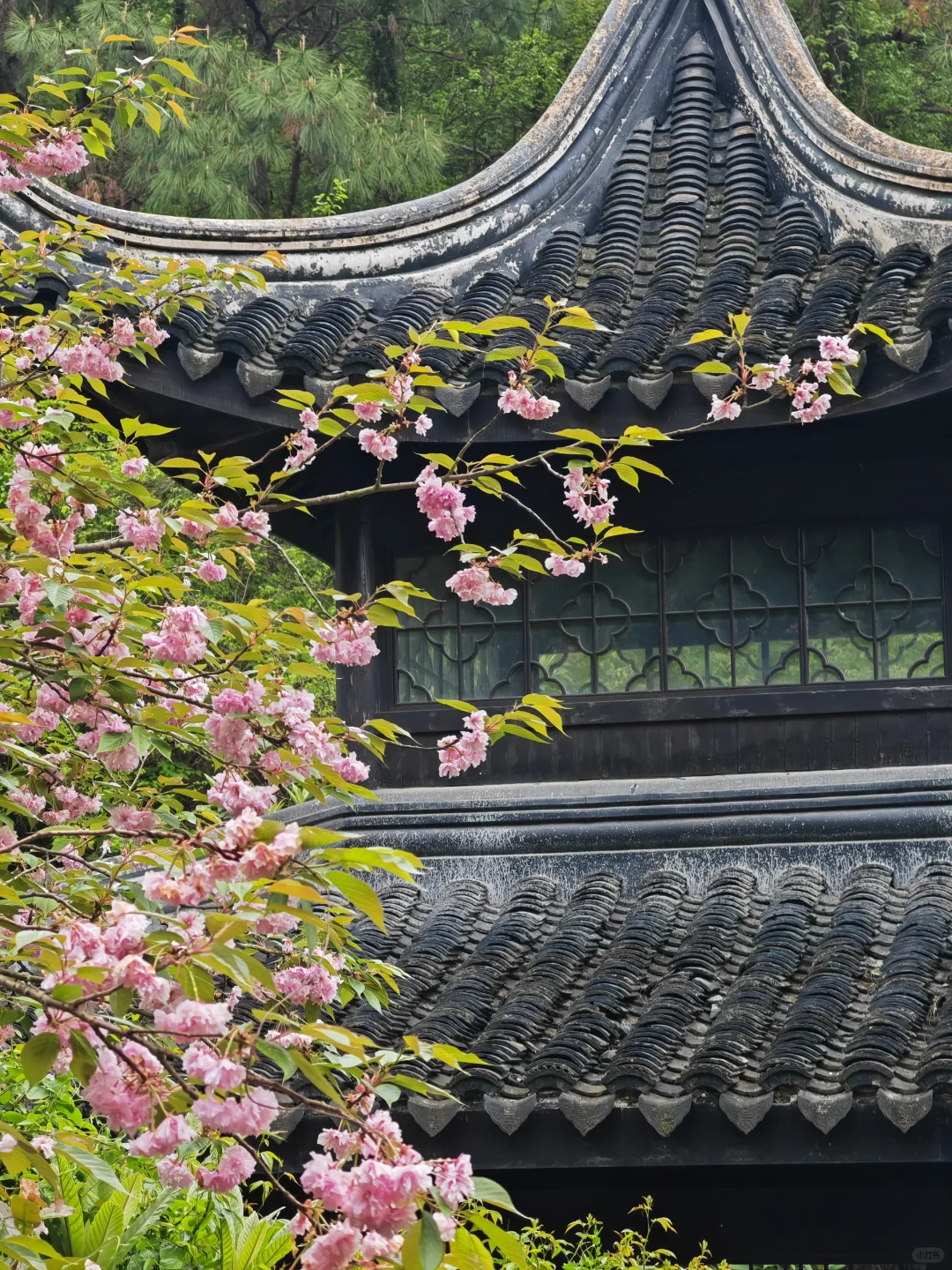 周末徒步|旺山亲子迷你环线，置身绿野仙踪