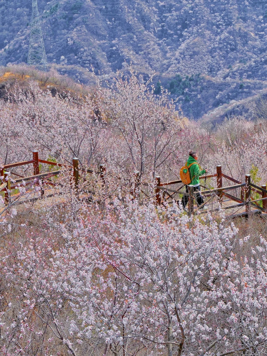 4.1实况🚗1.5h|绝美赏花栈道🌸美得不像话