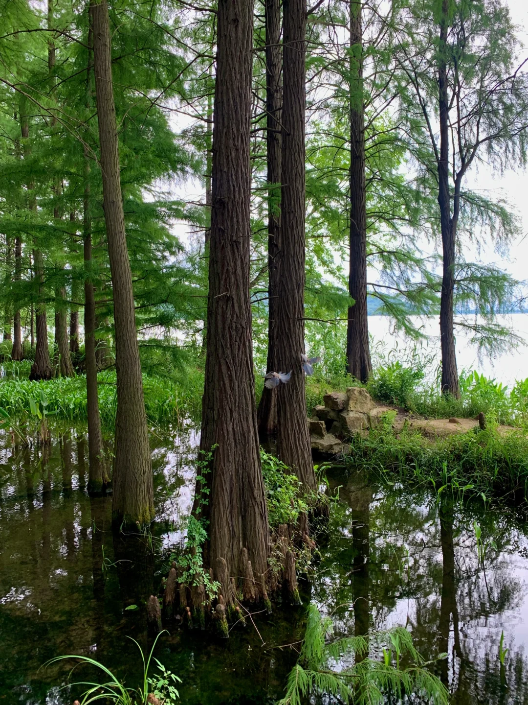 在武汉花的最值的13块钱🌲……