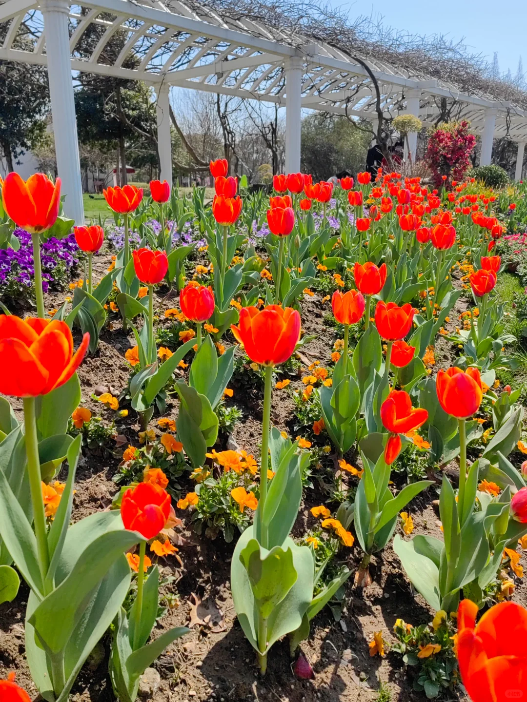 今日上方山森林公园实况猴子很多郁金香