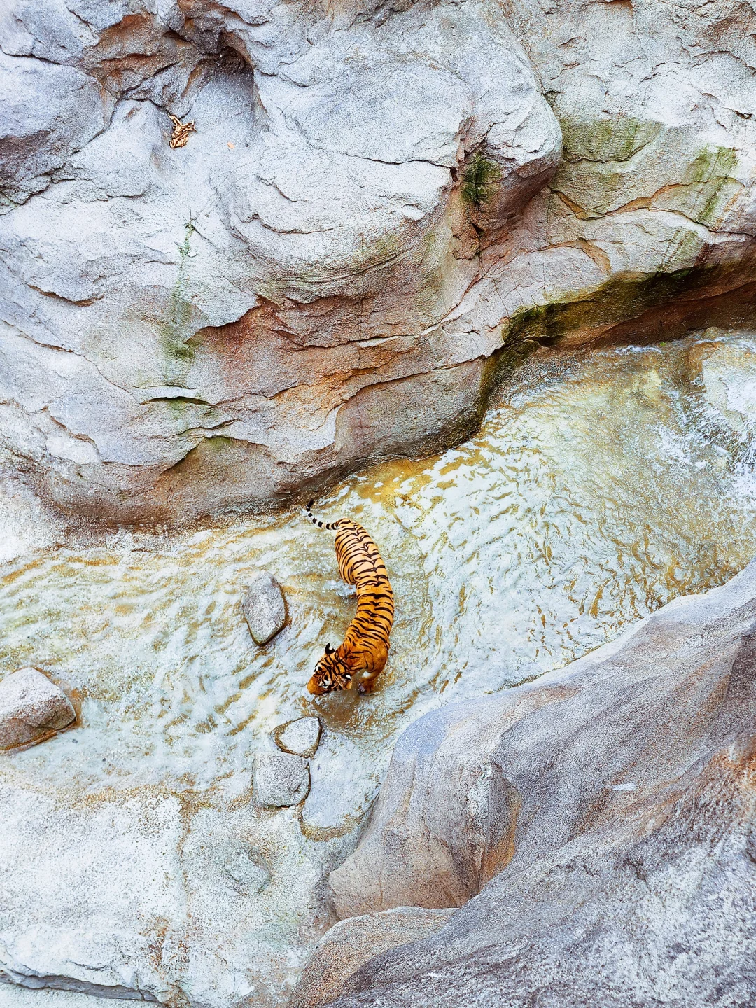 新加坡全新景点｜徒步探险！也太好拍了吧！