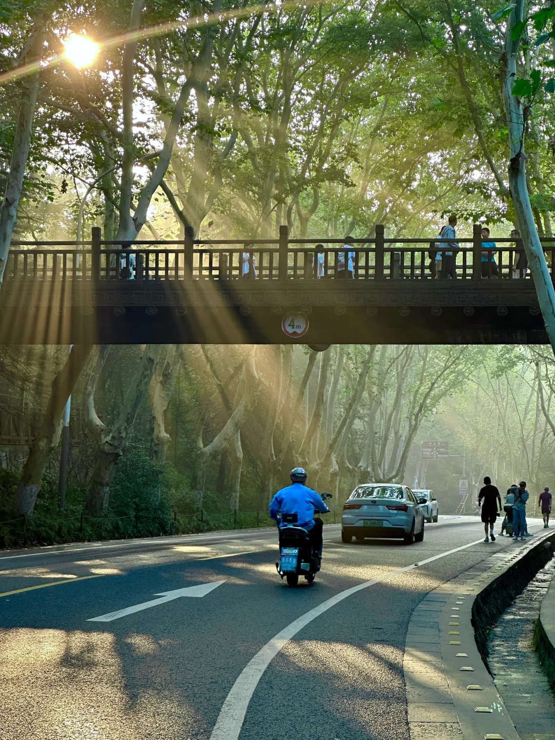 live！夏天的梧桐大道永远是封神的存在