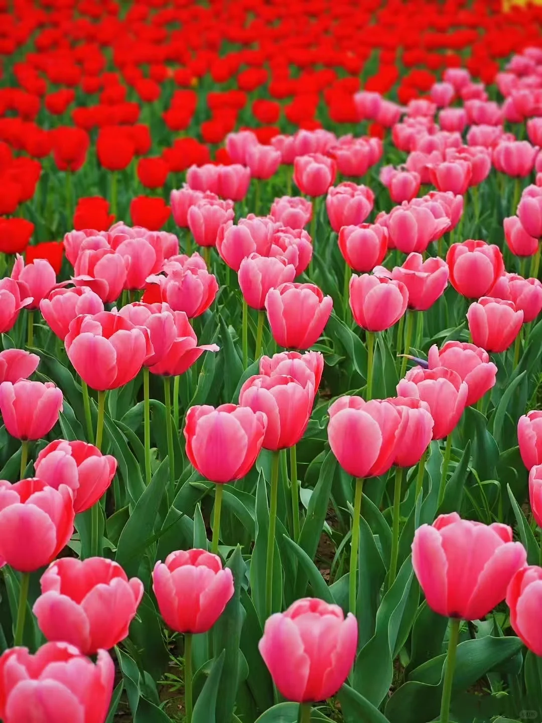 接下来！西安春天是这样的🌷含18个打卡地