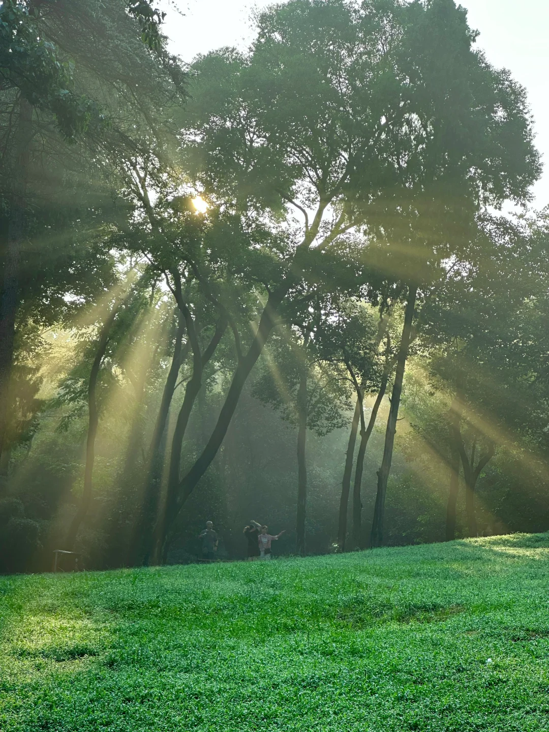 live！夏天的梧桐大道永远是封神的存在