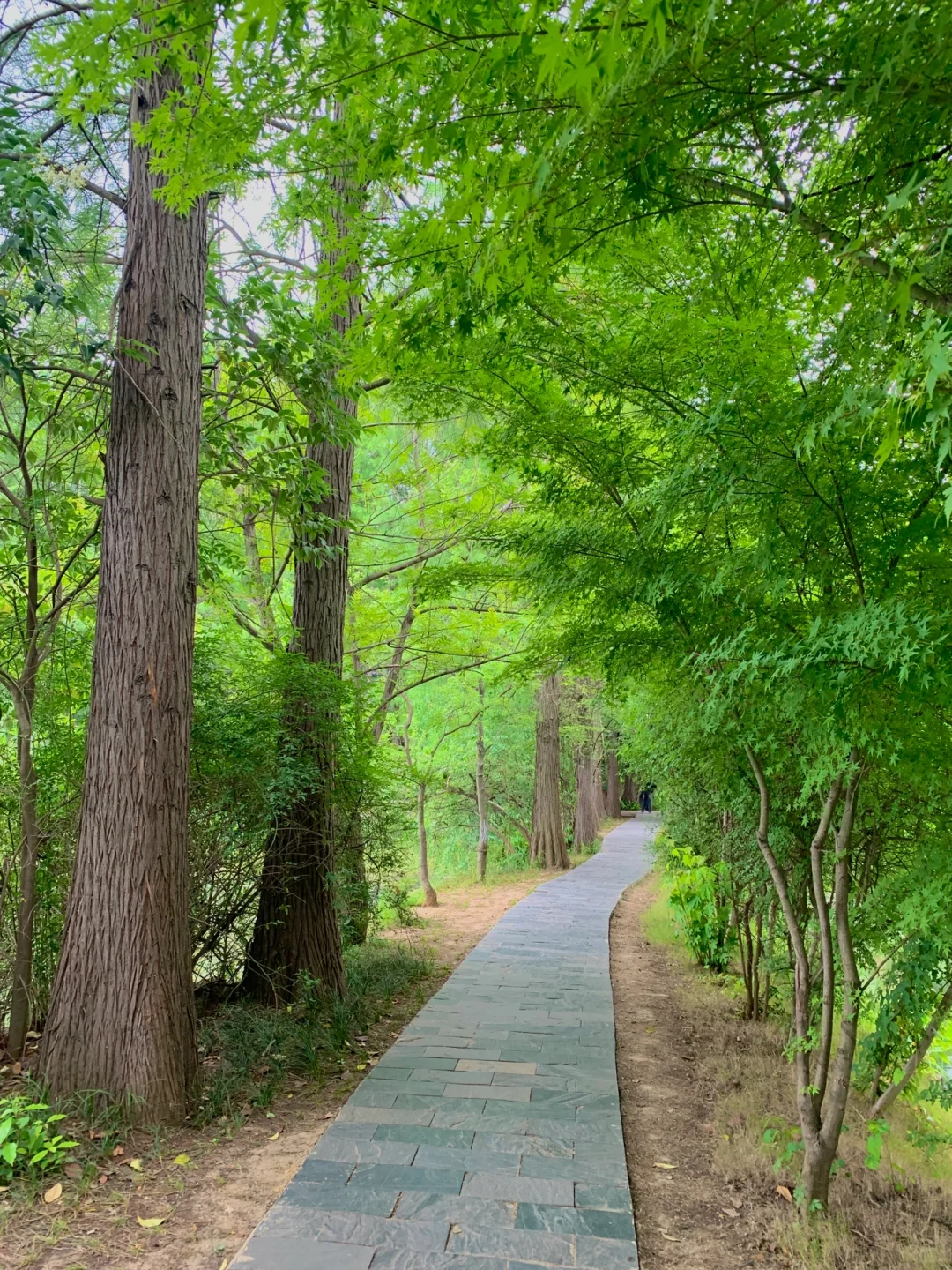 在武汉花的最值的13块钱🌲……