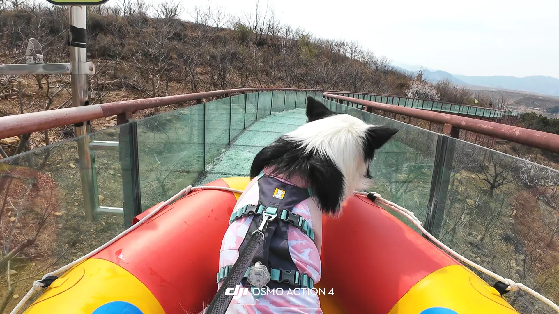 给养狗人疯狂推荐的宠物友好景区