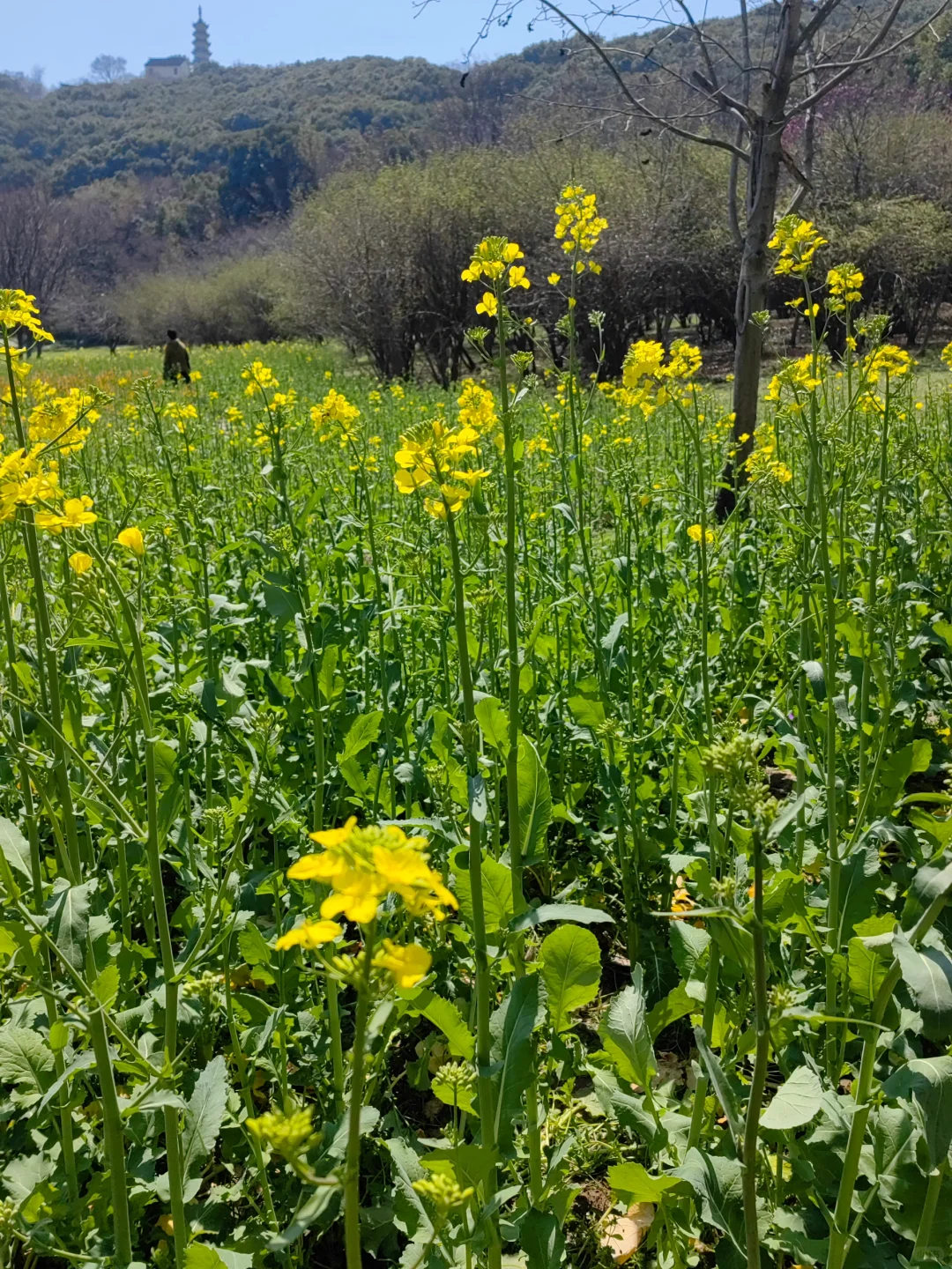 今日上方山森林公园实况猴子很多郁金香
