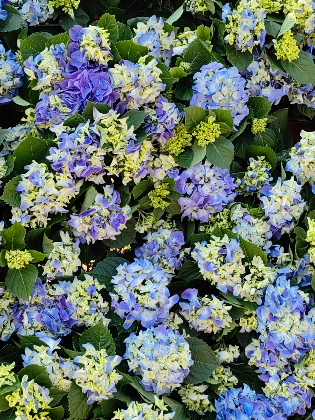 今日上方山森林公园实况猴子很多郁金香