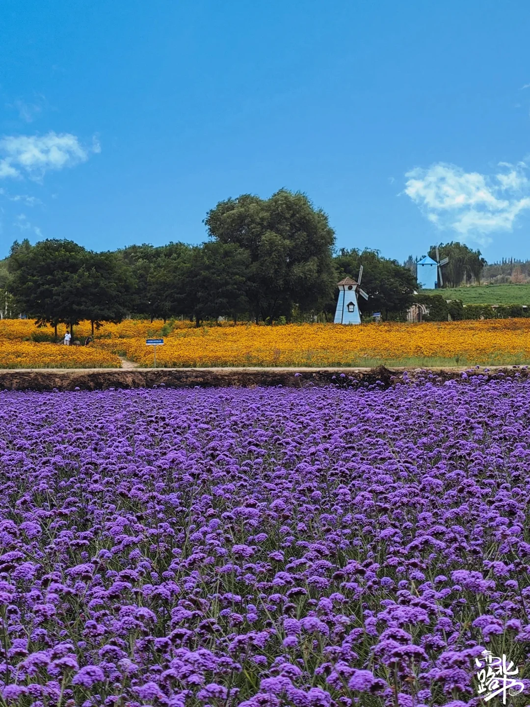 🌸【宁夏全年赏花地图｜承包你一整年的浪漫