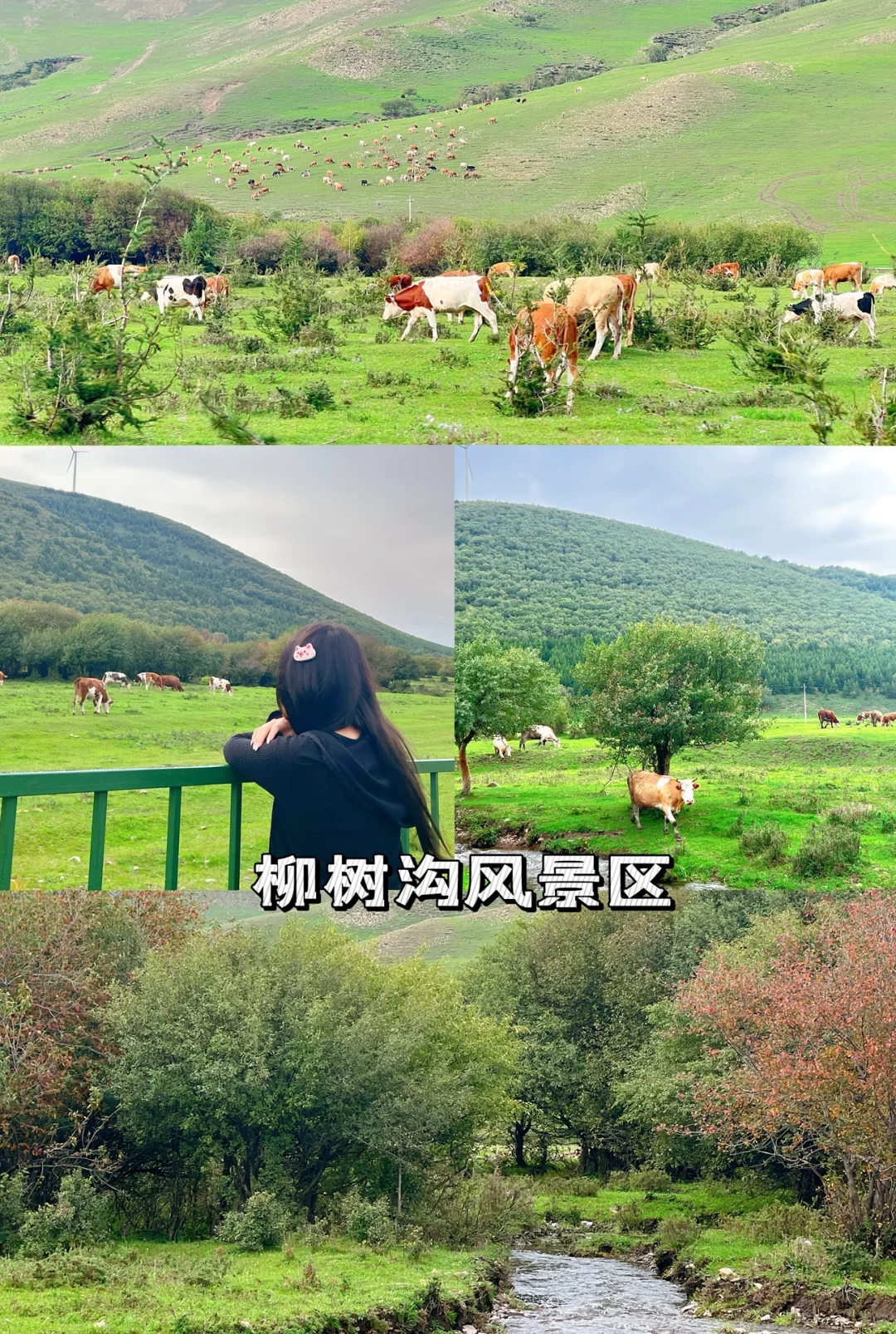 草原避暑/承德丰宁坝上草原