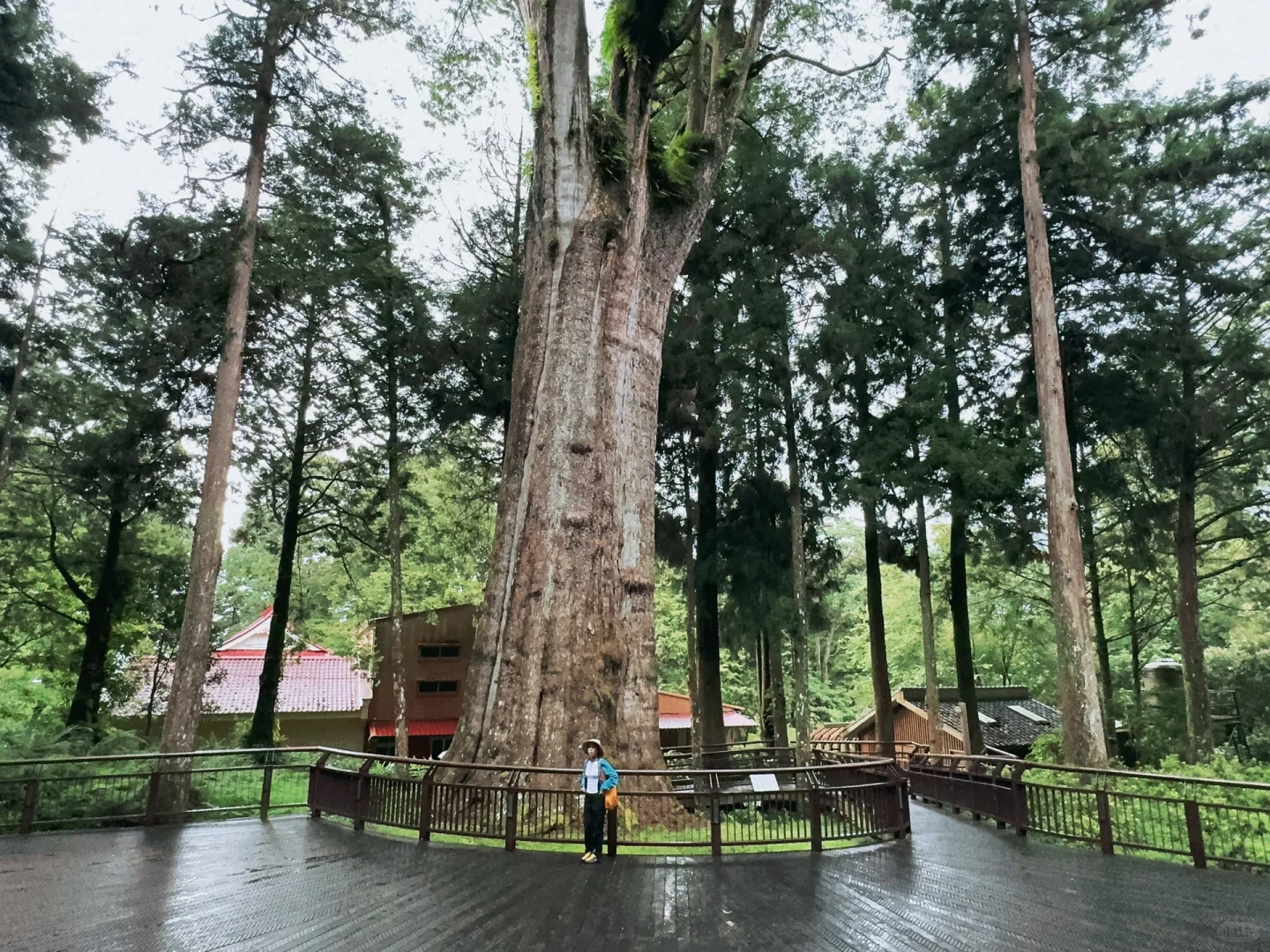 阿里山｜女生独行当日往返｜交通、景点、装备