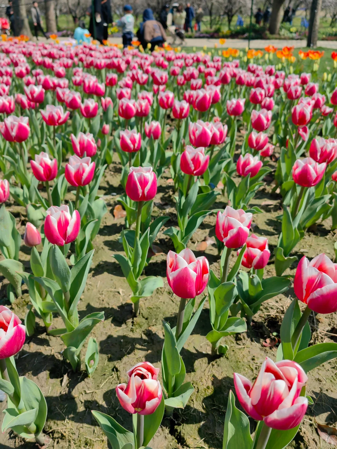 今日上方山森林公园实况猴子很多郁金香