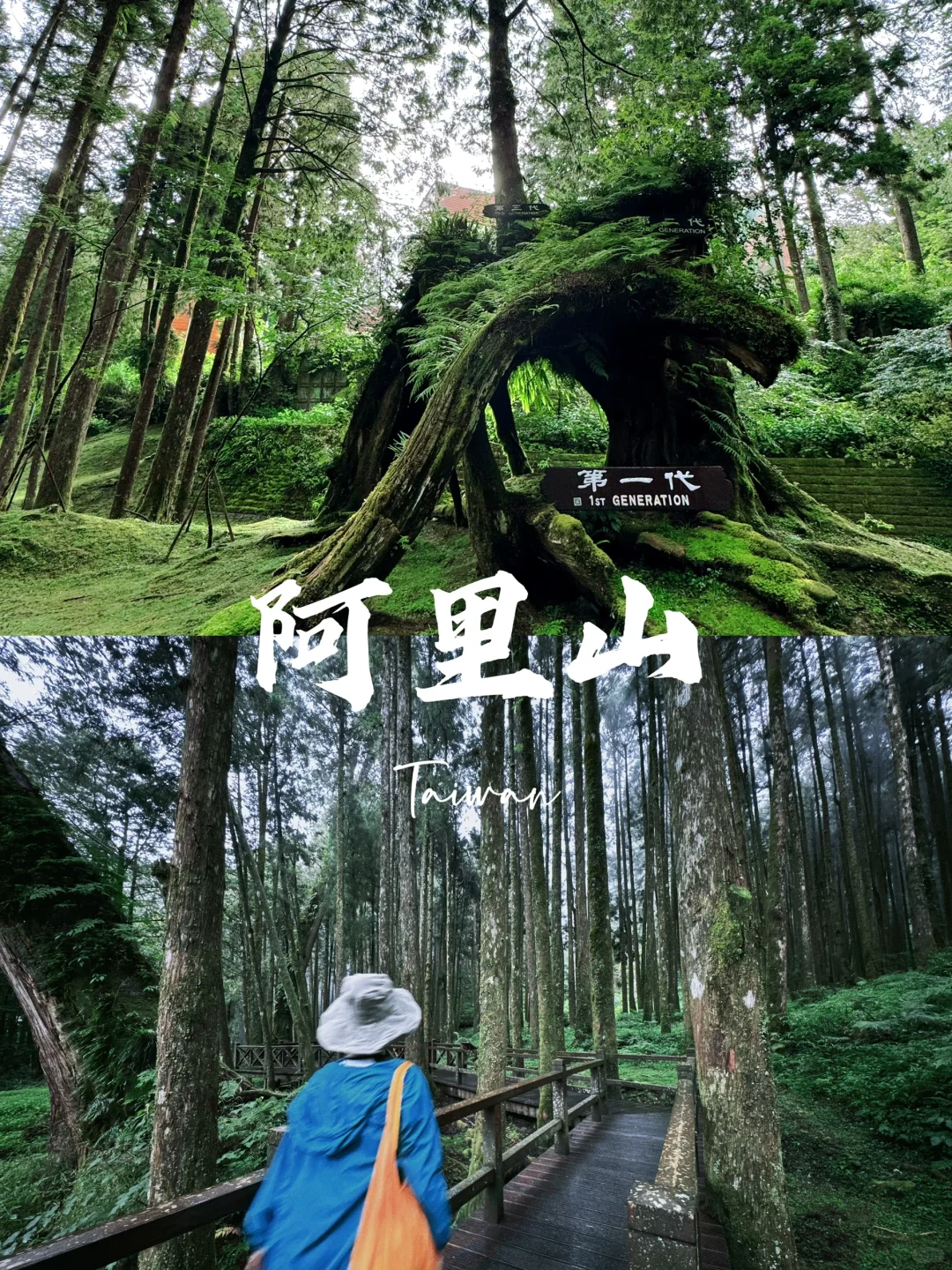 阿里山｜女生独行当日往返｜交通、景点、装备