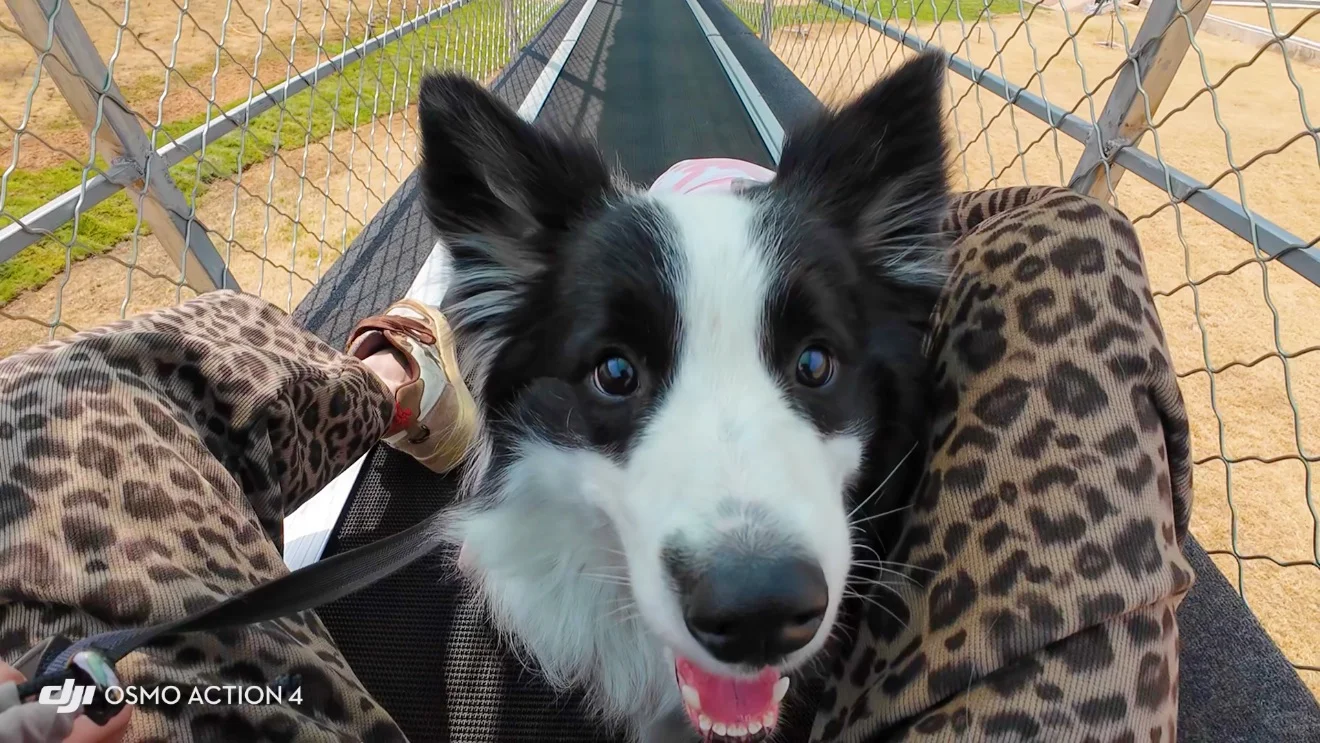 给养狗人疯狂推荐的宠物友好景区