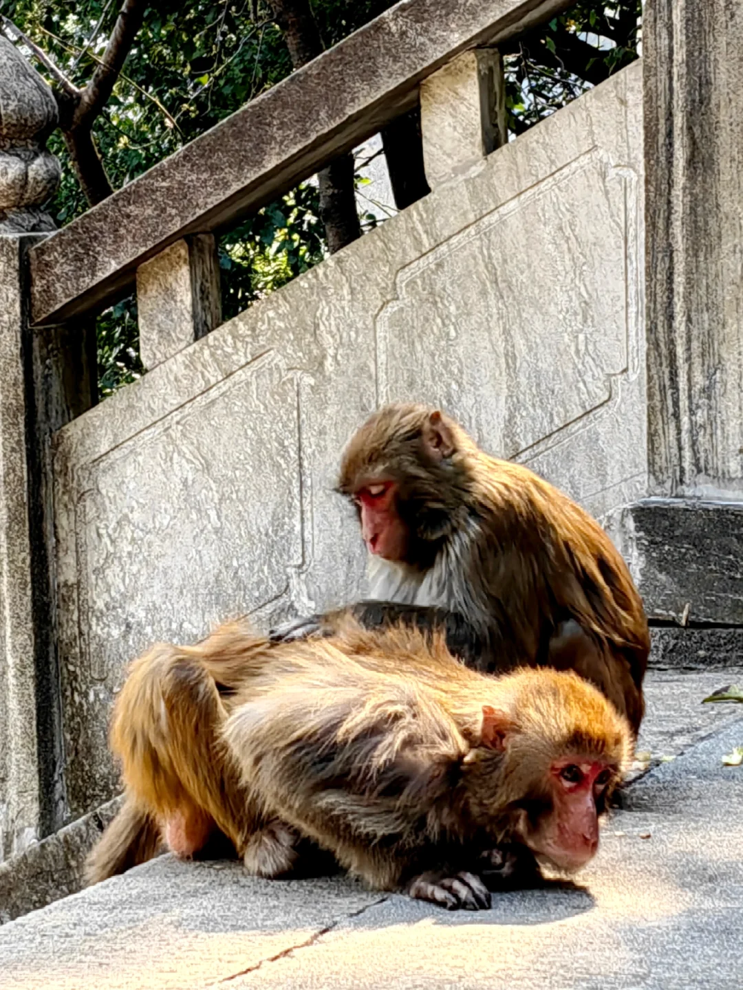 今日上方山森林公园实况猴子很多郁金香