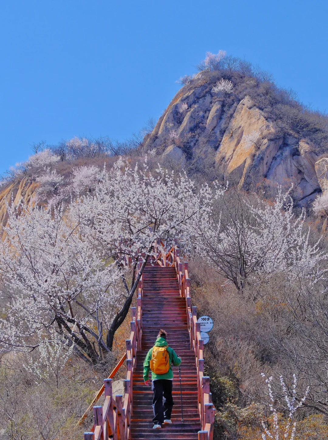 4.1实况🚗1.5h|绝美赏花栈道🌸美得不像话