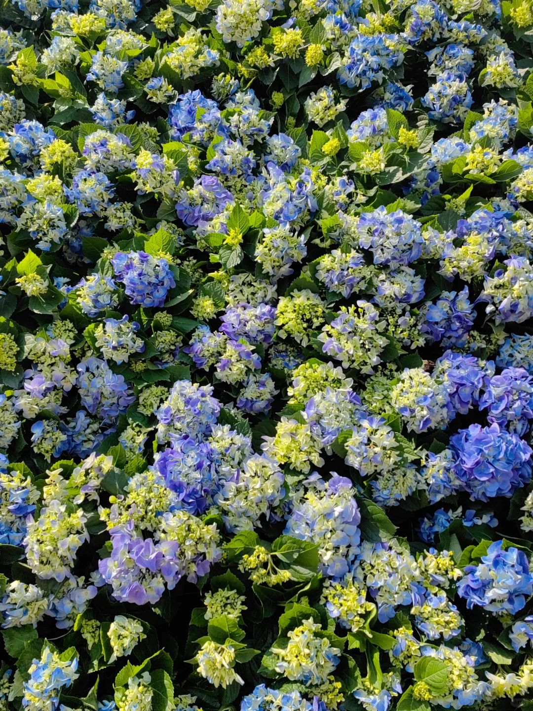 今日上方山森林公园实况猴子很多郁金香