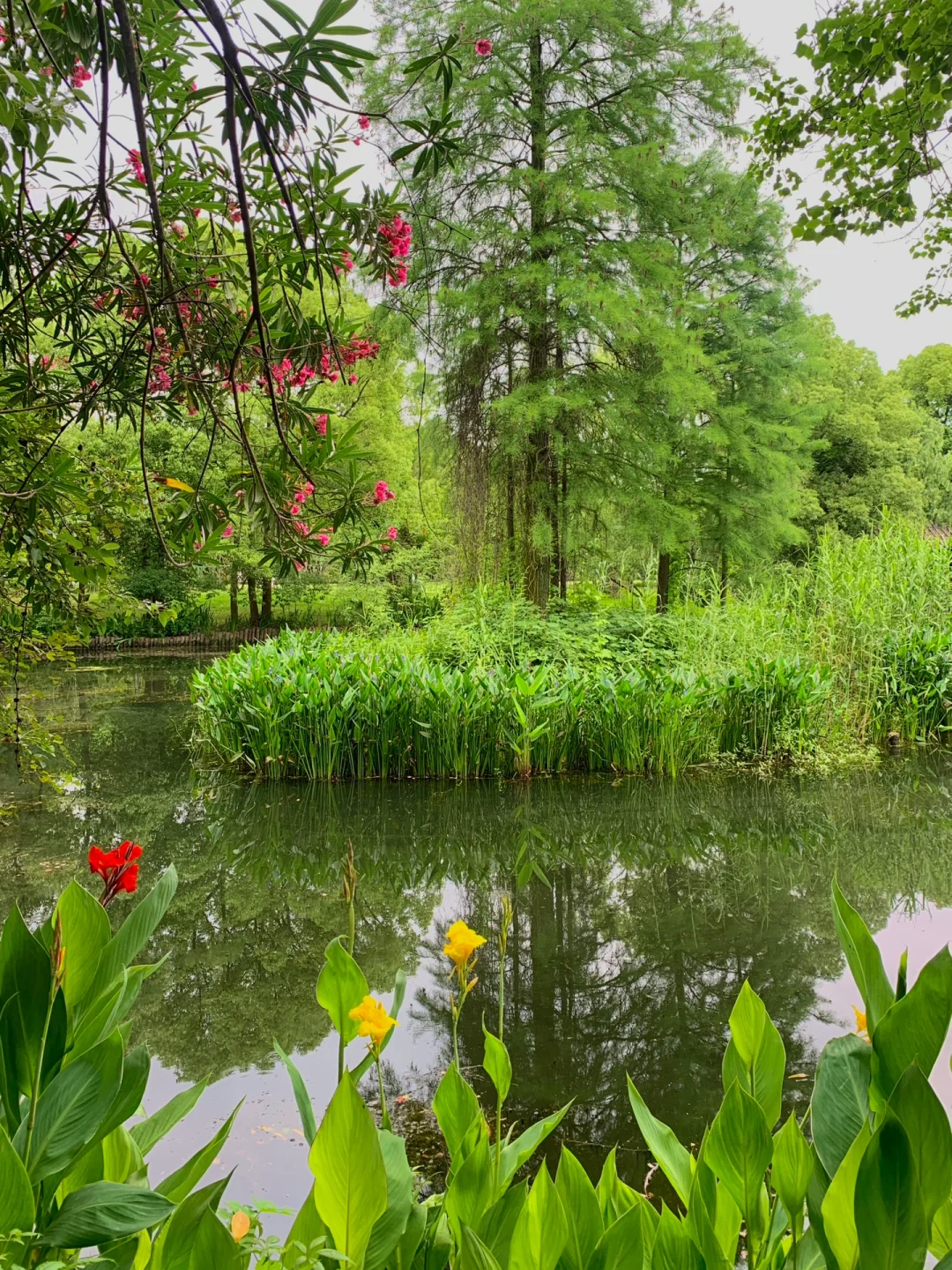 在武汉花的最值的13块钱🌲……