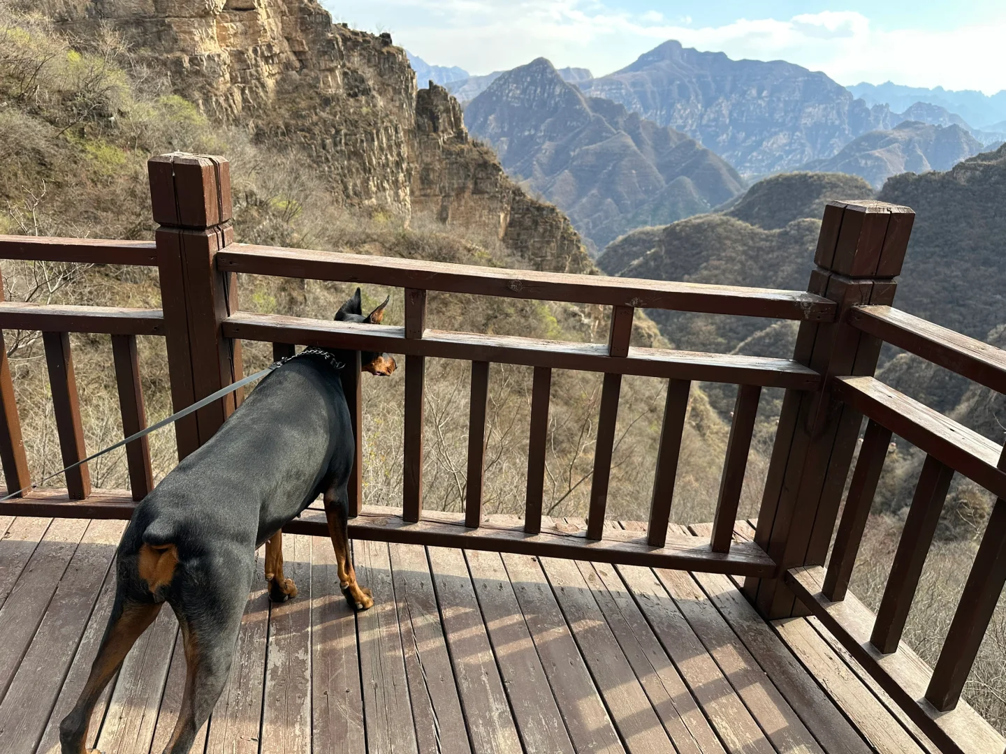 北京宠物友好4A景区上大分!!