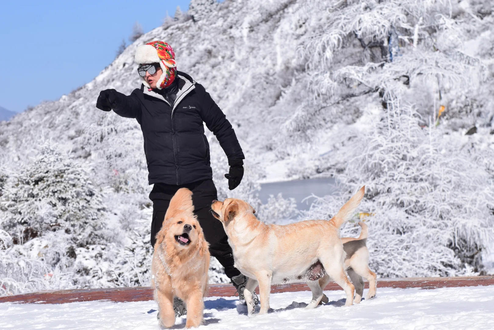 川西可以带狗狗的景区大全