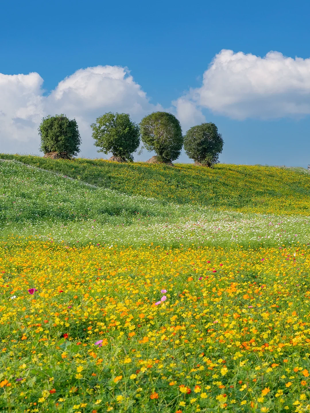 闯入莫奈花园!这大概就是油画里的春天🎨