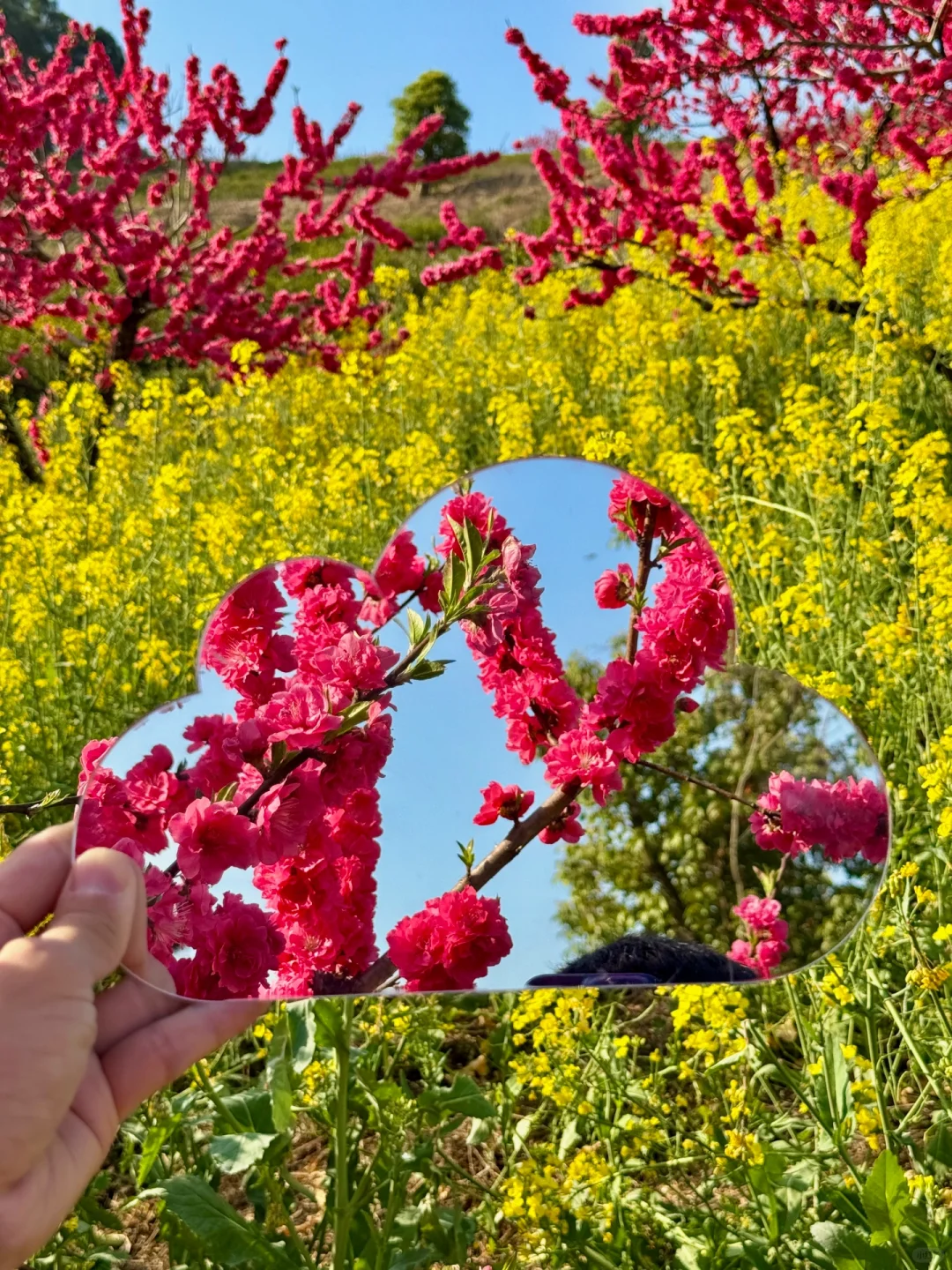 杭州1h❗️我找了春日限定的金色浪漫🌼🌼🌼