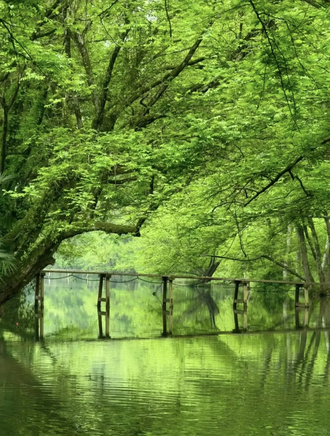 4月，到达黄山北站后，一定要去这个景点！