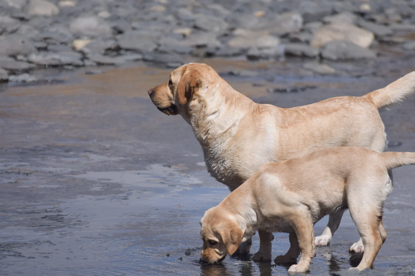 川西可以带狗狗的景区大全